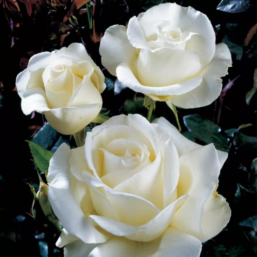 Edelrosen - teehybriden - Rosen - Karen Blixen ™ - rosen online kaufen