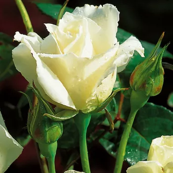 Rosa Karen Blixen ™ - bijela - hibridna čajevka