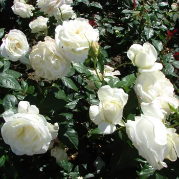 Weiß - edelrosen - teehybriden - rose mit diskretem duft - anisaroma