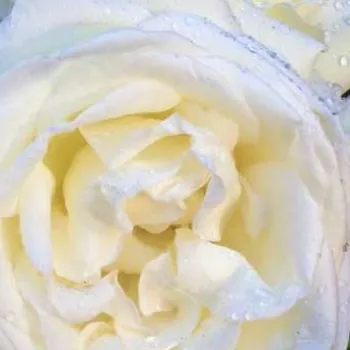 Rózsák webáruháza. - teahibrid rózsa - diszkrét illatú rózsa - ánizs aromájú - Karen Blixen ™ - fehér - (60-120 cm)