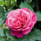 Teahibrid rózsa - intenzív illatú rózsa - citrom aromájú - kertészeti webáruház - Rosa Line Renaud - rózsaszín