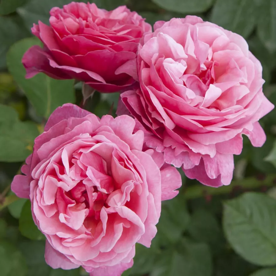 Hybrydowa róża herbaciana - Róża - Line Renaud - róże sklep internetowy