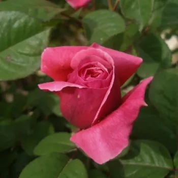 Rosa Line Renaud - różowy - hybrydowa róża herbaciana