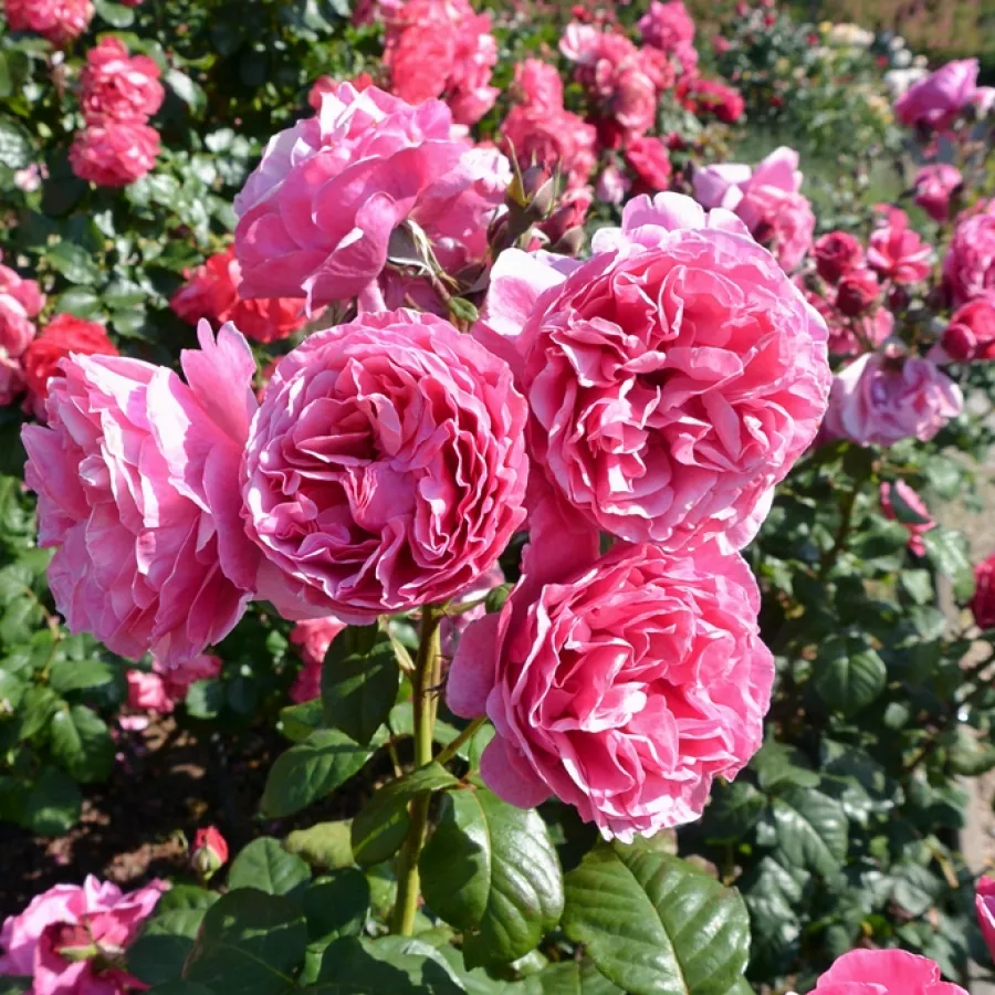 Tömvetelt virágú - Rózsa - Line Renaud - online rózsa vásárlás