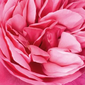 Online rózsa vásárlás - rózsaszín - teahibrid rózsa - intenzív illatú rózsa - citrom aromájú - Line Renaud - (80-100 cm)
