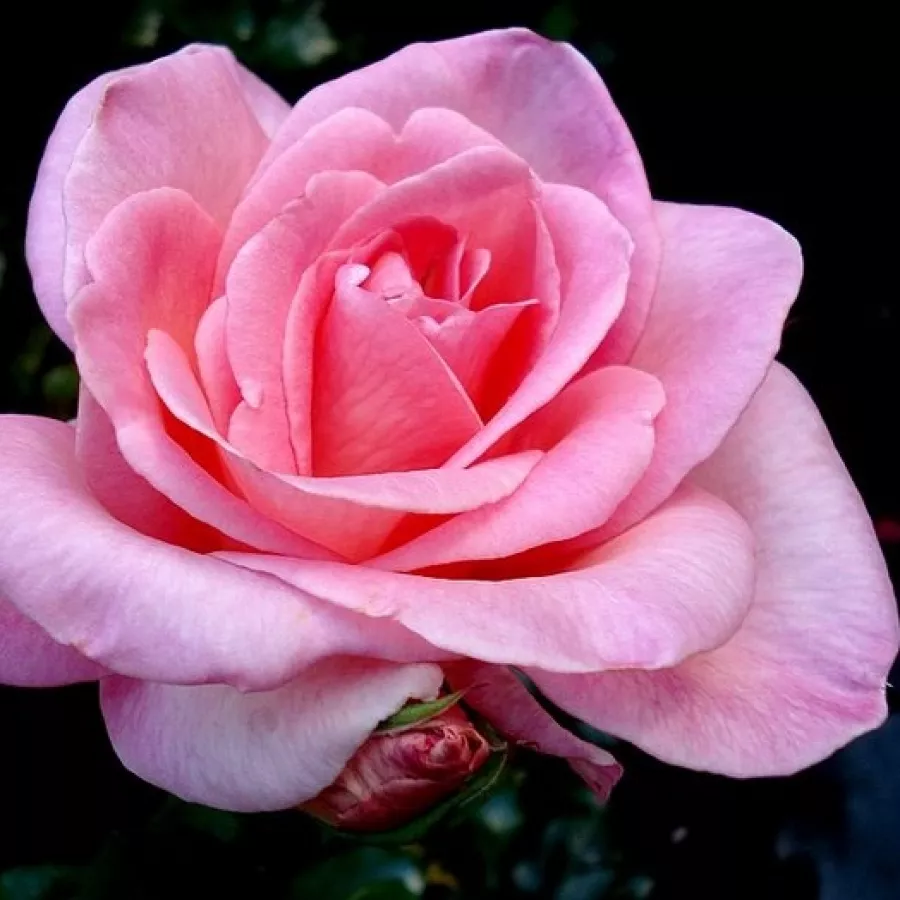 Ružičasta - Ruža - Tanydal - naručivanje i isporuka ruža
