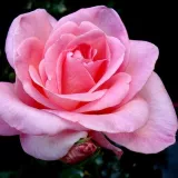 Rózsaszín - teahibrid rózsa - intenzív illatú rózsa - méz aromájú - Rosa Tanydal - Online rózsa rendelés