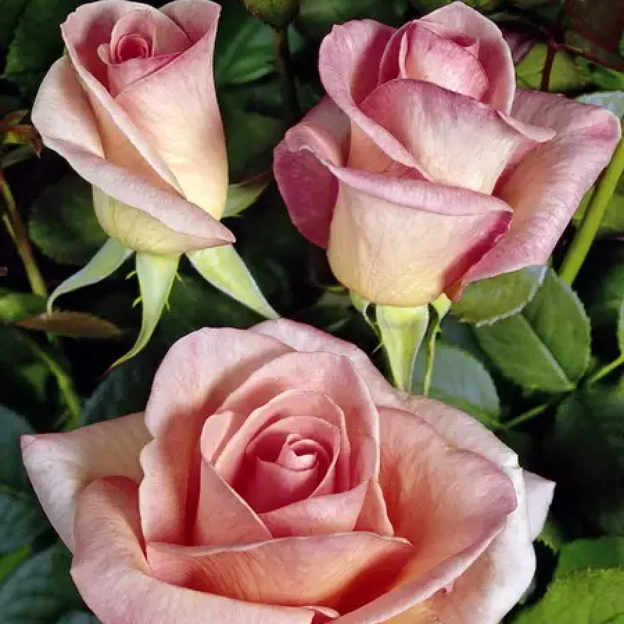 Rosales híbridos de té - Rosa - Tanydal - comprar rosales online