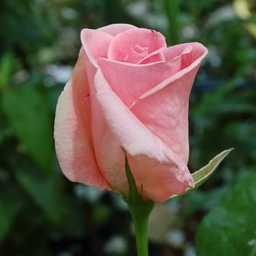 šiljast - Ruža - Tanydal - sadnice ruža - proizvodnja i prodaja sadnica