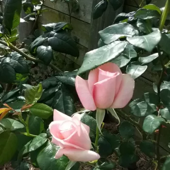 Rózsaszín - teahibrid rózsa - intenzív illatú rózsa - méz aromájú