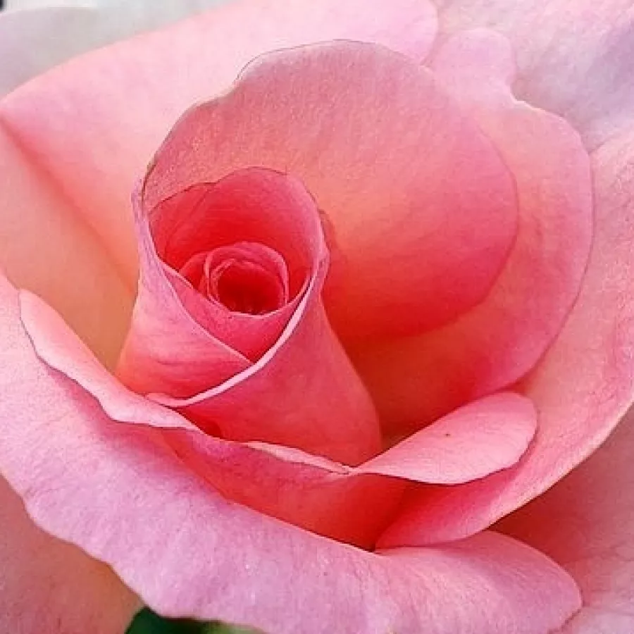 Csúcsos - Rózsa - Tanydal - online rózsa vásárlás