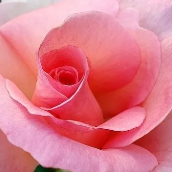 Online rózsa kertészet - rózsaszín - teahibrid rózsa - intenzív illatú rózsa - méz aromájú - Tanydal - (90-120 cm)