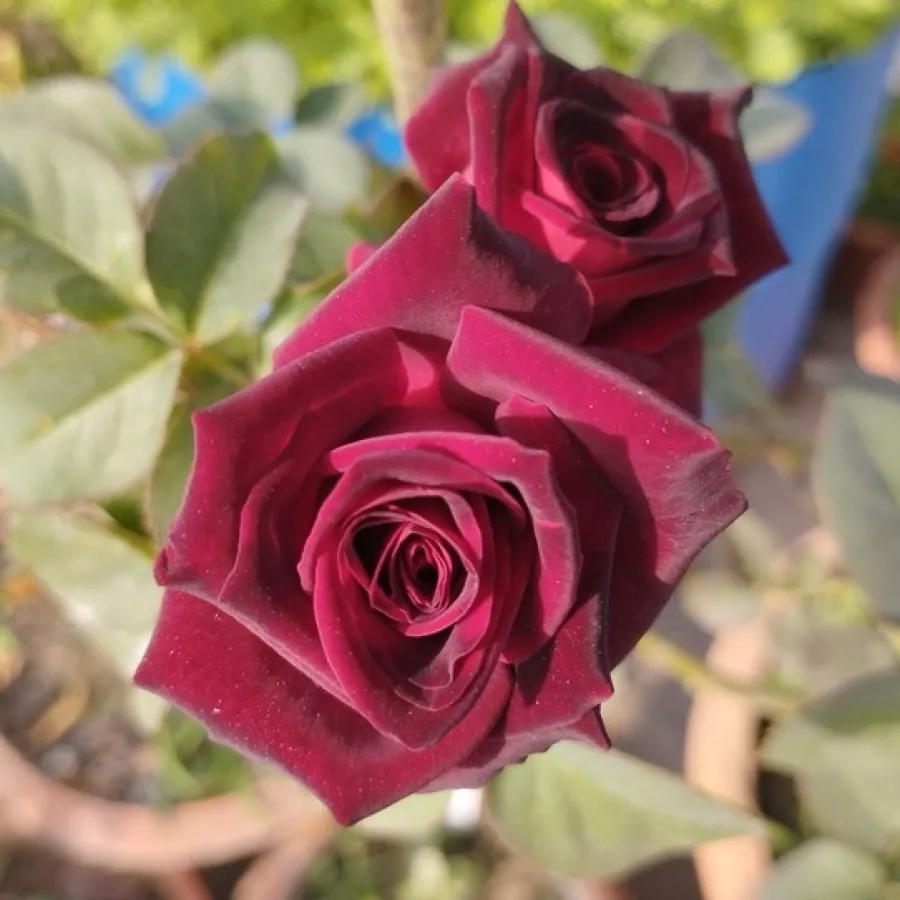 Róża wielkokwiatowa - Hybrid Tea - Róża - Black Baccara® - Szkółka Róż Rozaria