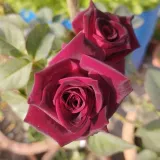 čajohybrid - červený - bez vône - Rosa Black Baccara® - Ruže - online - koupit