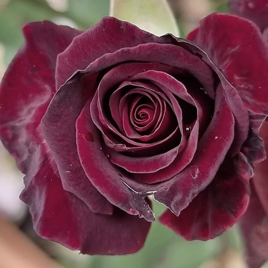 červený - Ruža - Black Baccara® - Ruže - online - koupit