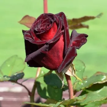 Rosa Black Baccara® - crvena - Ruža čajevke