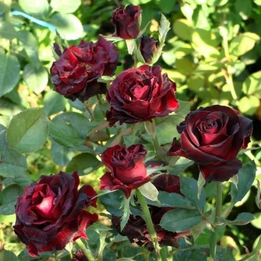 MEIdebenne - Rosa - Black Baccara® - Produzione e vendita on line di rose da giardino