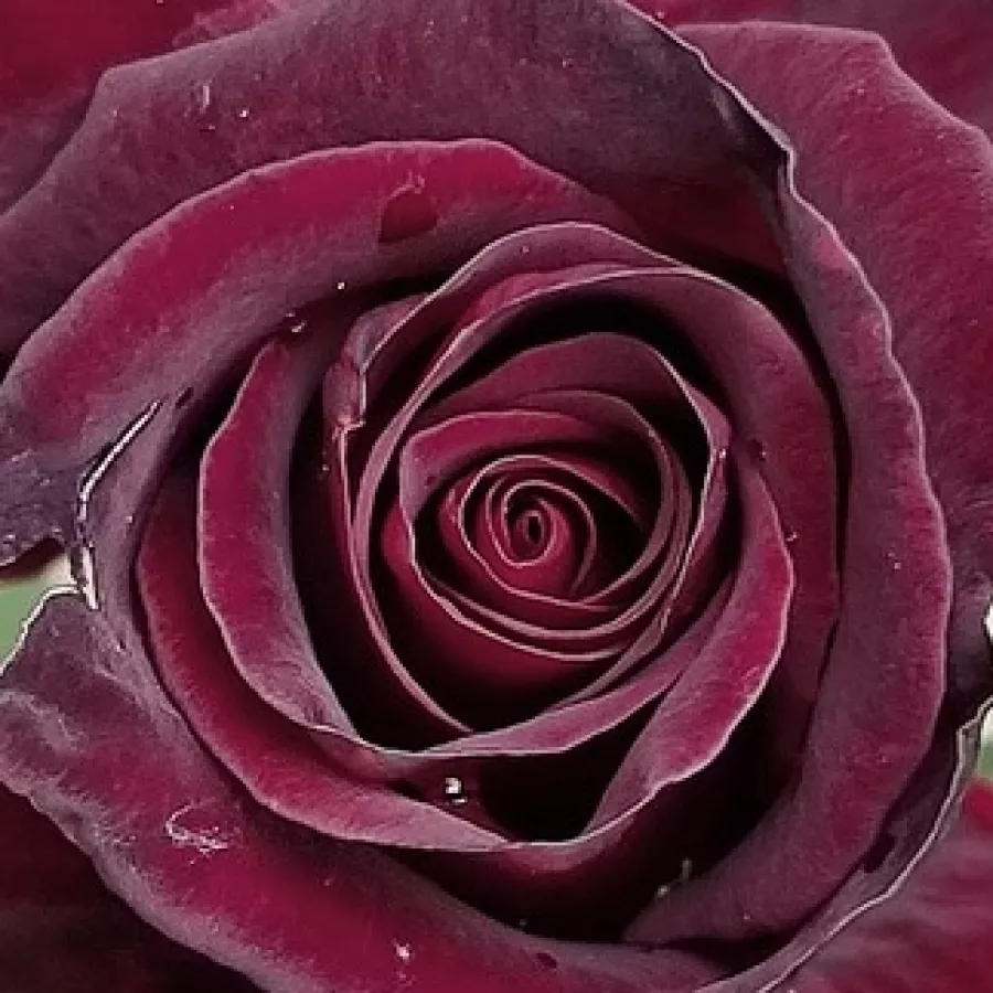Hybrid Tea - Rosa - Black Baccara® - Comprar rosales online