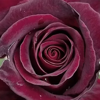 Web trgovina ruža - Ruža čajevke - crvena - bez mirisna ruža - Black Baccara® - (90-100 cm)