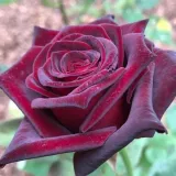 červený - stromčekové ruže - Rosa Black Baccara® - bez vône