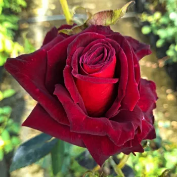 Rosa Black Baccara® - roșu - trandafiri pomisor - Trandafir copac cu trunchi înalt – cu flori teahibrid