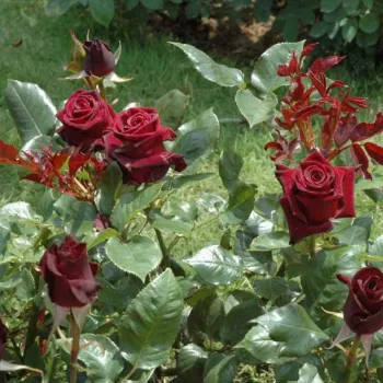 Borgoña oscuro - árbol de rosas híbrido de té – rosal de pie alto   (120-150 cm)