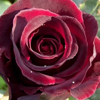 Rosa Black Baccara® - rosa sin fragancia - Árbol de Rosas Híbrido de Té - rosal de pie alto - rojo - Jacques Mouchotte- forma de corona de tallo recto - Rosal de árbol con forma de flor típico de las rosas de corte clásico.