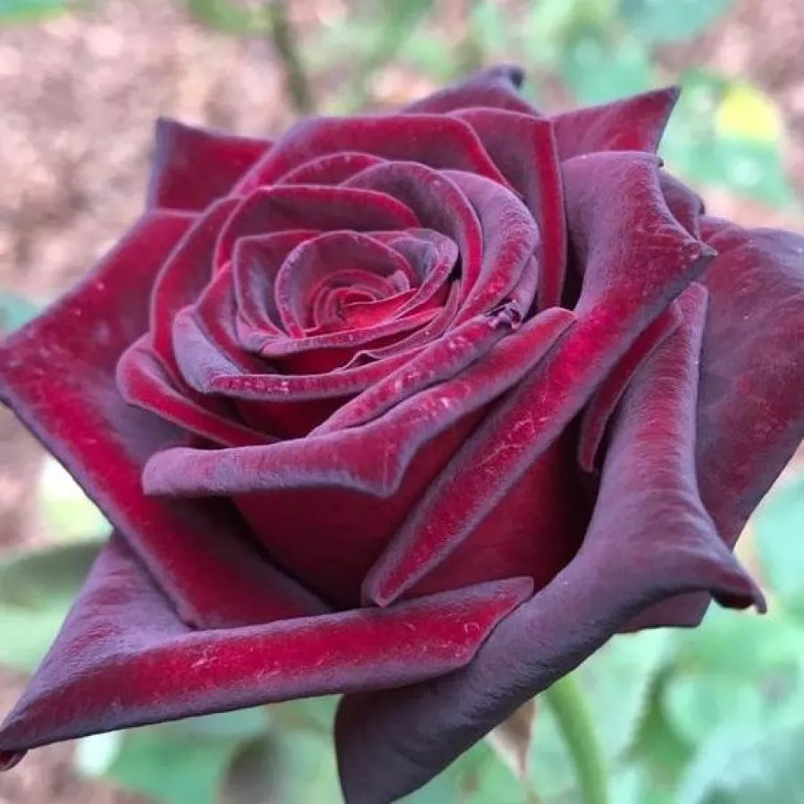 Czerwony - Róża - Black Baccara® - róże sklep internetowy
