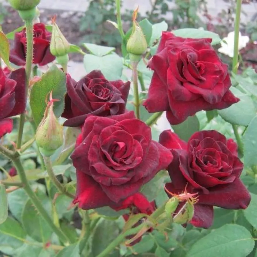 Róża wielkokwiatowa - Hybrid Tea - Róża - Black Baccara® - róże sklep internetowy