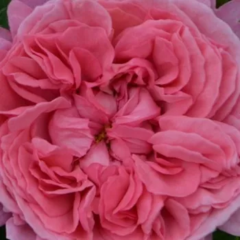 Rózsa kertészet - rózsaszín - climber, futó rózsa - Daliamy - intenzív illatú rózsa - fahéj aromájú - (200-250 cm)
