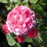 Climber, futó rózsa - rózsaszín - intenzív illatú rózsa - fahéj aromájú - Rosa Daliamy - Online rózsa rendelés
