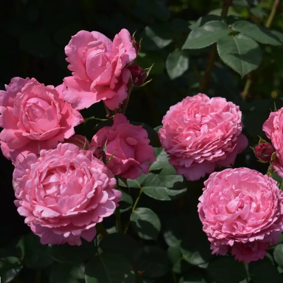 120-150 cm - Rózsa - Daliamy - Kertészeti webáruház
