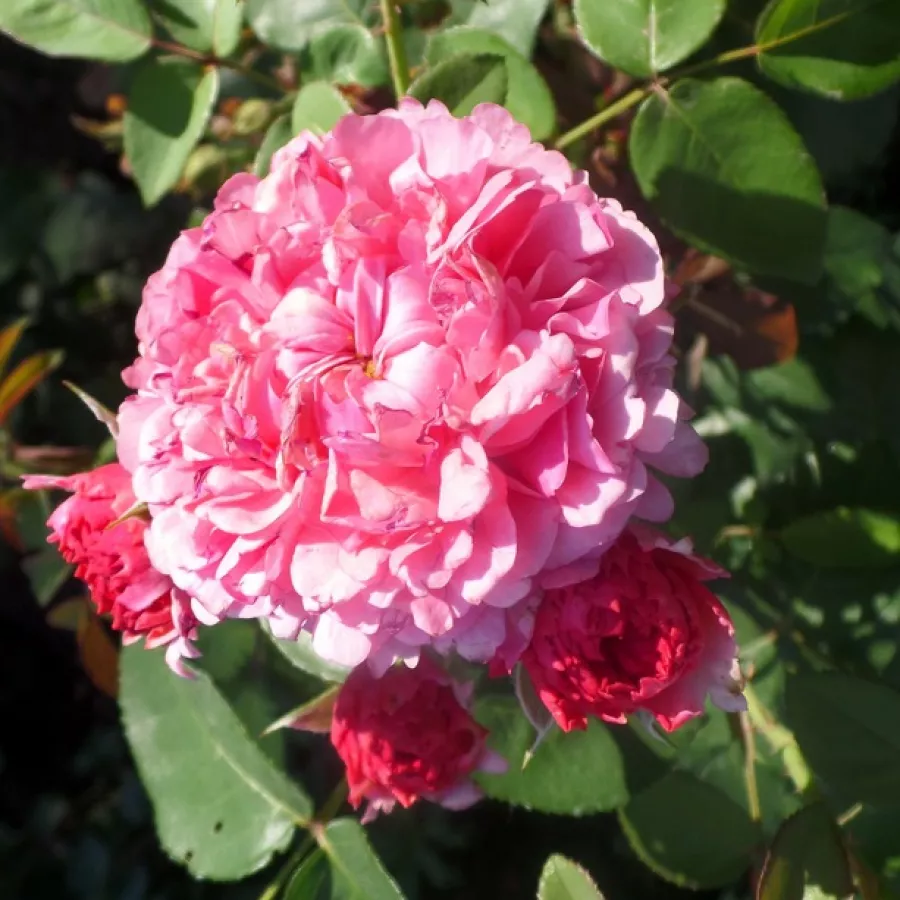 Ružičasta - Ruža - Daliamy - naručivanje i isporuka ruža