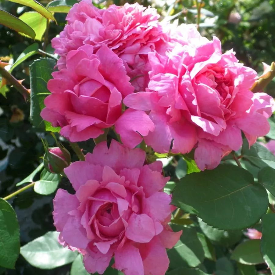 Climber, vrtnica vzpenjalka - Roza - Daliamy - vrtnice - proizvodnja in spletna prodaja sadik