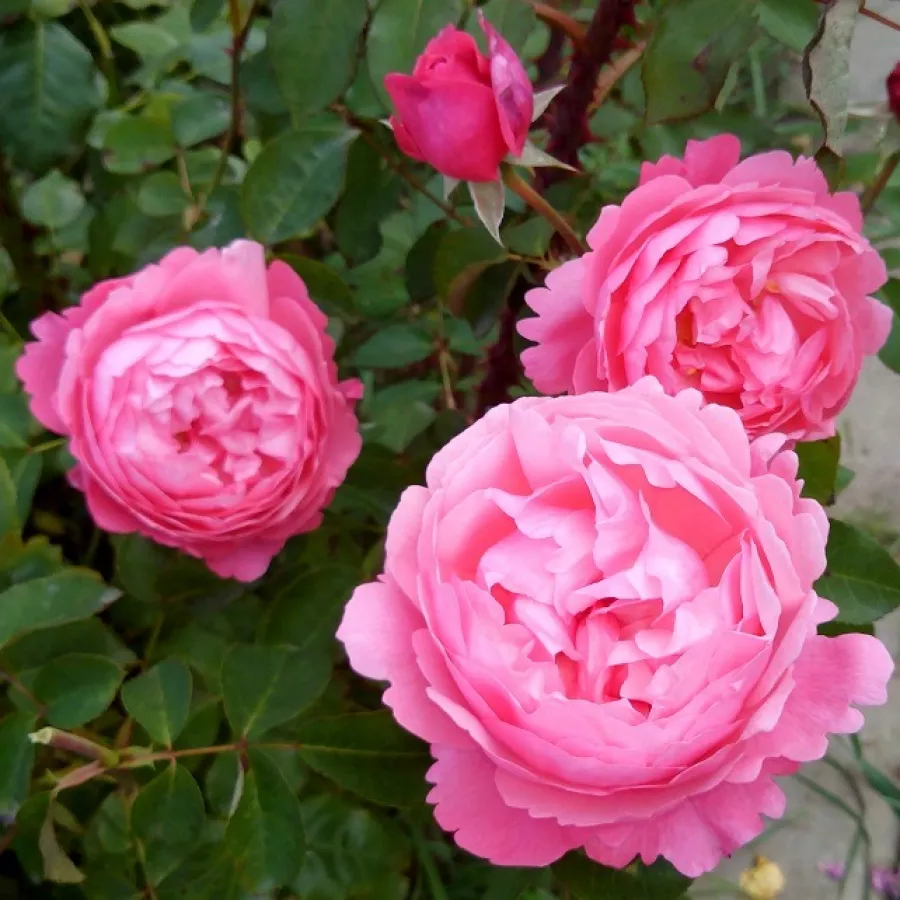 šaličast - Ruža - Daliamy - sadnice ruža - proizvodnja i prodaja sadnica