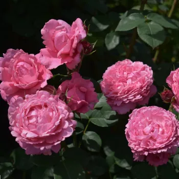 Rózsaszín - climber, futó rózsa - intenzív illatú rózsa - fahéj aromájú