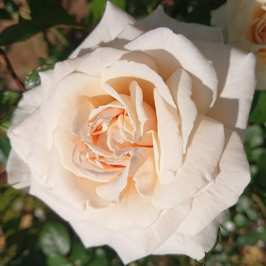 Rosa - Rosa - Hardwell - rosal de pie alto
