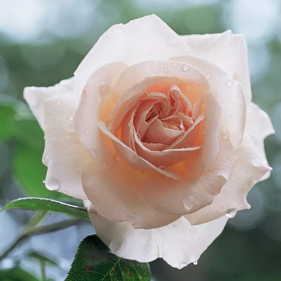 As - Rosa - Hardwell - rosal de pie alto