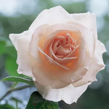 Rosa Hardwell - rózsaszín - as