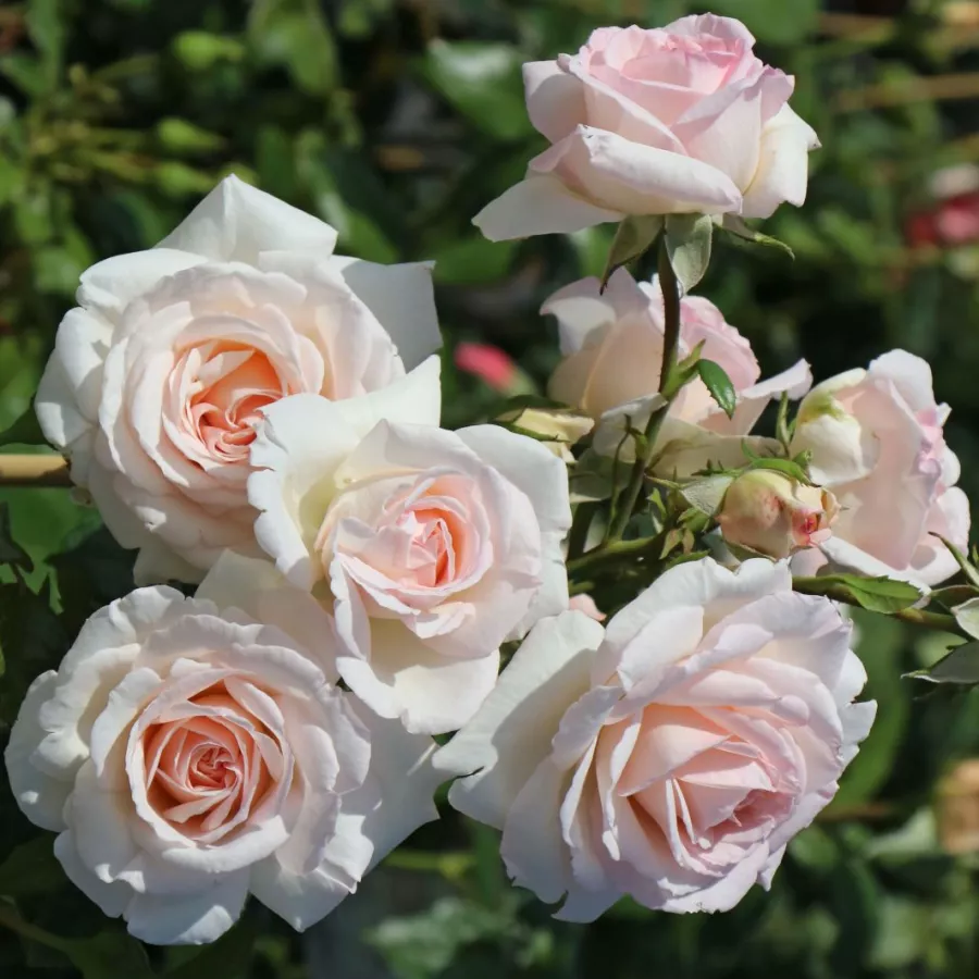 Climber, vrtnica vzpenjalka - Roza - Hardwell - vrtnice - proizvodnja in spletna prodaja sadik