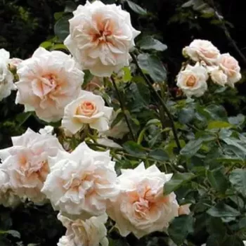 Rosa - rosales trepadores - rosa de fragancia intensa - ácido