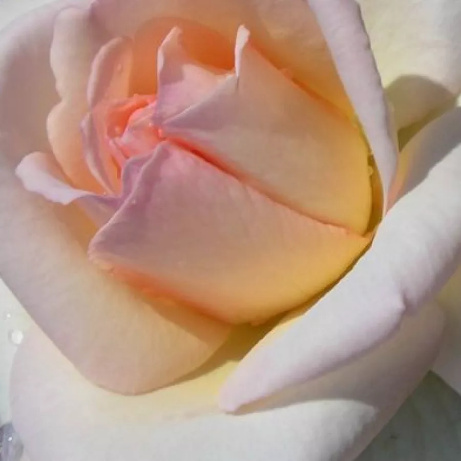 Harkness - Róża - Hardwell - sadzonki róż sklep internetowy - online