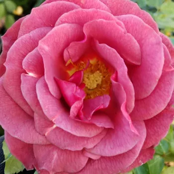 Rózsa rendelés online - rozsdabarna - nagyon gyenge, visszafogott illatú rózsa - Brown Velvet - virágágyi floribunda rózsa - (75-105 cm)
