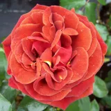 Ruža floribunda za gredice - ruža diskretnog mirisa - aroma breskve - sadnice ruža - proizvodnja i prodaja sadnica - Rosa Brown Velvet - jarko crvena