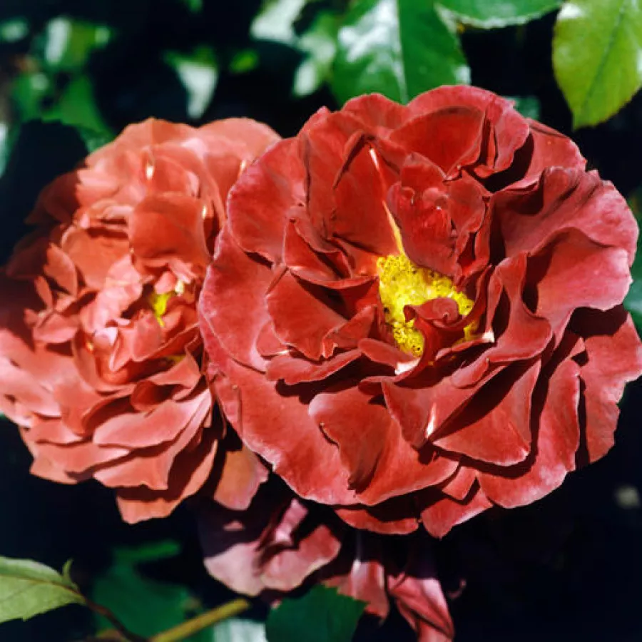 Ruža floribunda za gredice - Ruža - Brown Velvet - sadnice ruža - proizvodnja i prodaja sadnica