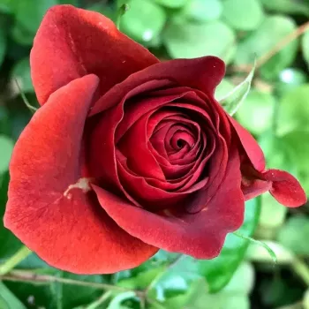 Rosa Brown Velvet - vörös - virágágyi floribunda rózsa