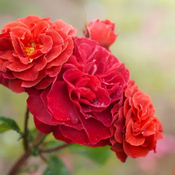 Vörös - virágágyi floribunda rózsa - diszkrét illatú rózsa - barack aromájú