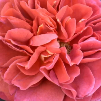 Online rózsa kertészet - vörös - Brown Velvet - virágágyi floribunda rózsa - diszkrét illatú rózsa - barack aromájú - (60-90 cm)