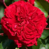 Zwerg - minirose - rose mit diskretem duft - erdbeerenaroma - rosen onlineversand - Rosa Alberte Hit® - dunkelrot