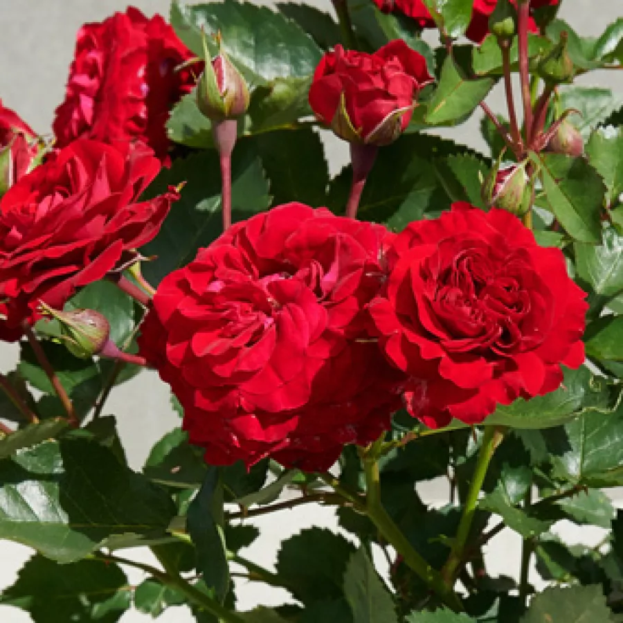 Pritlikava - miniaturna vrtnica - Roza - Alberte Hit® - vrtnice - proizvodnja in spletna prodaja sadik